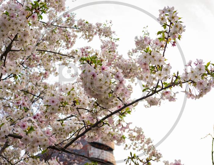 Beautiful Cherry Blossom Sakura In Spring Time Over White Sky