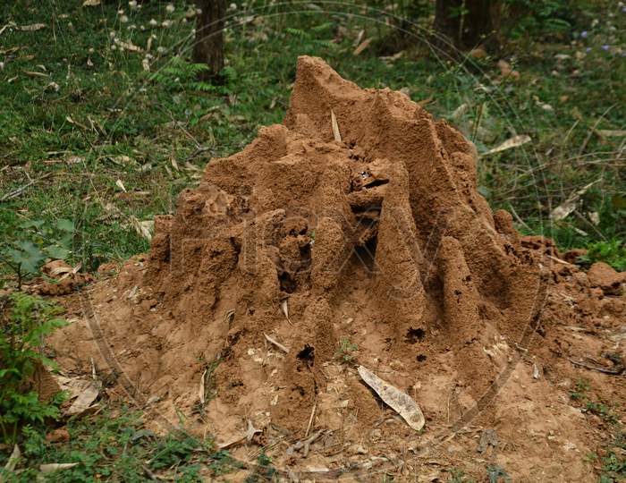 Termite house in natural location Himachal Pradas,India