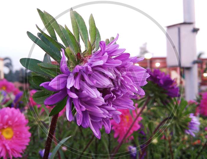 Violet colorful petal aster flowering plant