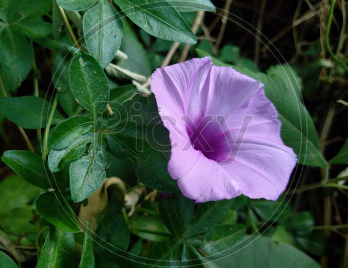 Beautiful purple colour flower