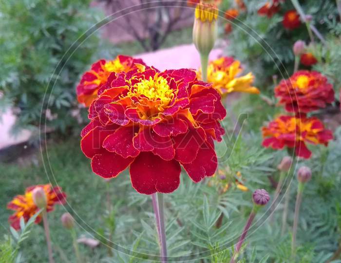 Beautifull deep red garden cosmos petal flowering plant