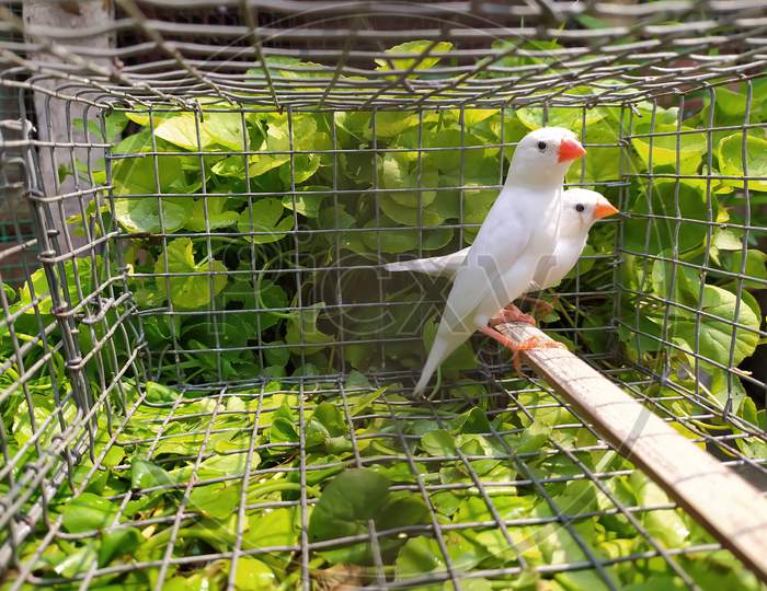 White finch bird male , beautiful white finch bird pair