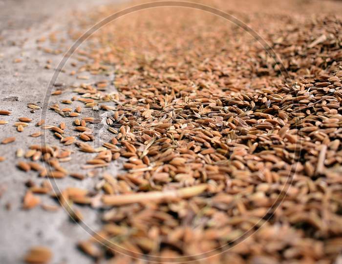 Closeup Image Of Paddy Seed Before Extracting Rice Seed