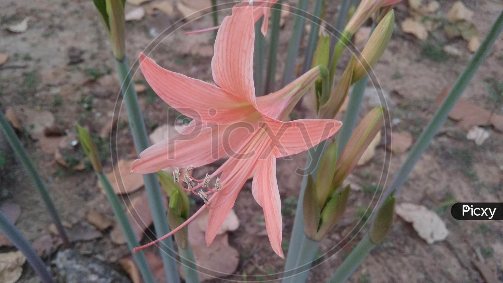 Lily hippeastrum botany flowering plant in selective focus