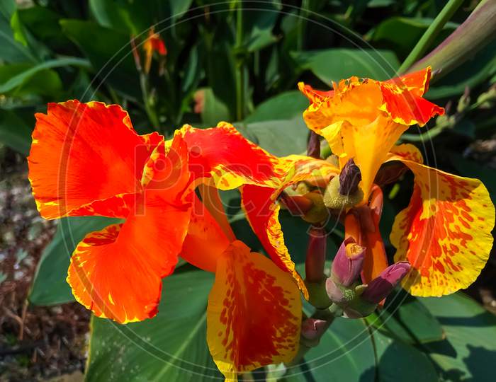 Indian canna lily flower