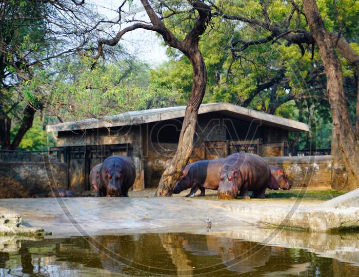 The Hippopotamus or Indian Deer Jaunt in the zoo. A Pic from National Zoological Park Delhi.