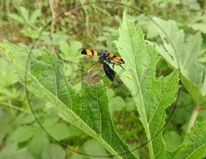 Blister beetle in Agricultural field