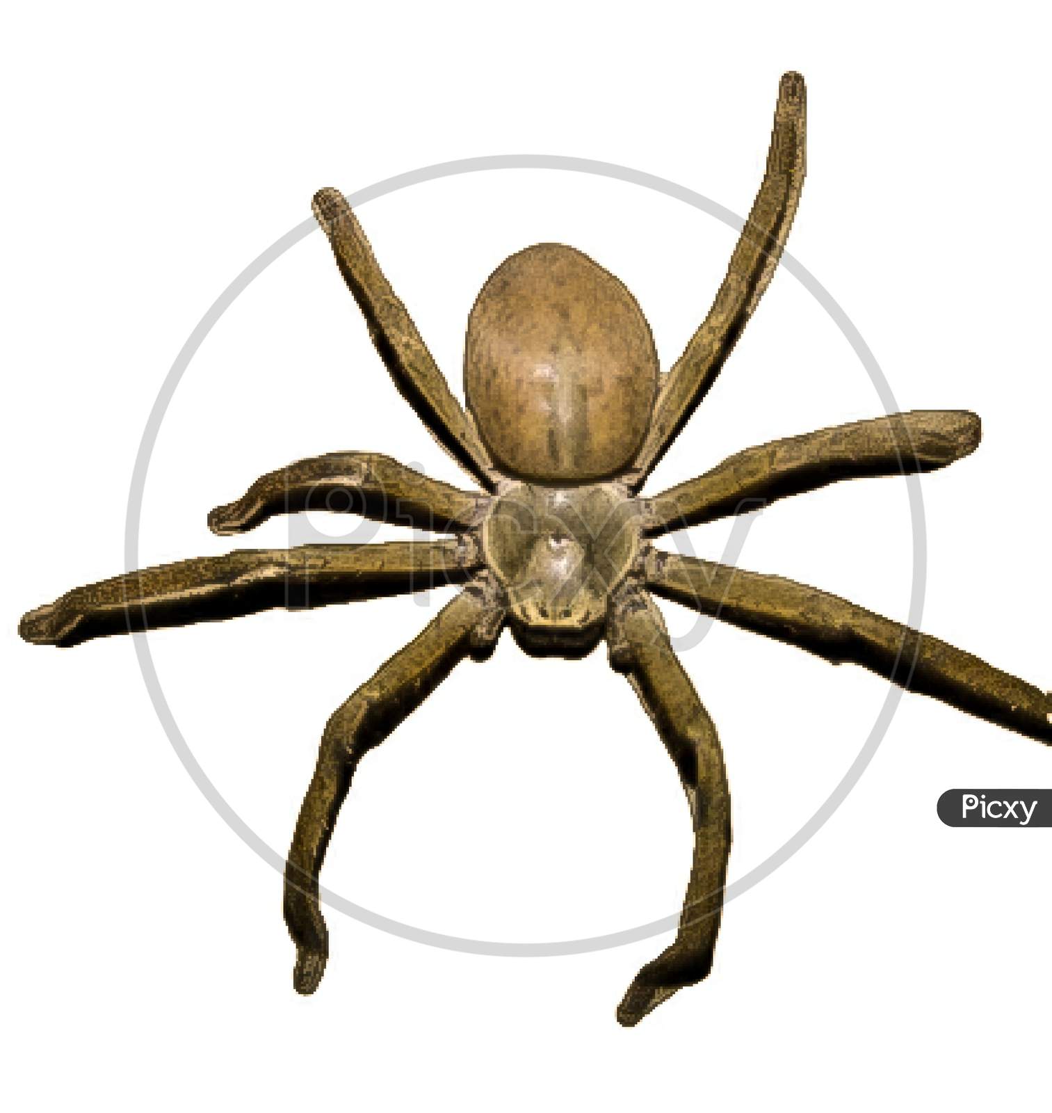 A picture of spider
