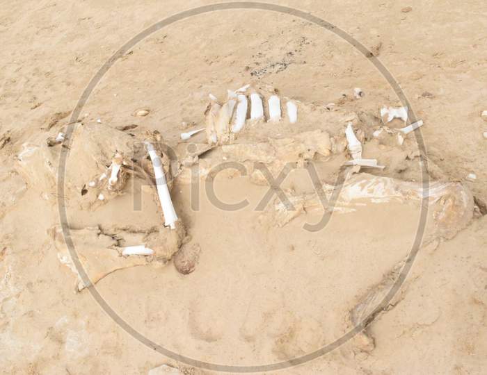 Camel Skeleton Near Abu Dhabi Desert.