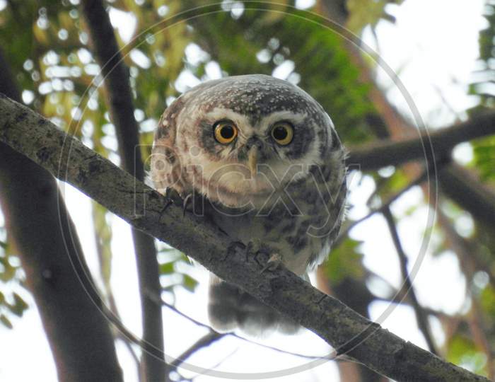 Owl (Spotted owl) sited on branch looking intensely towards the target