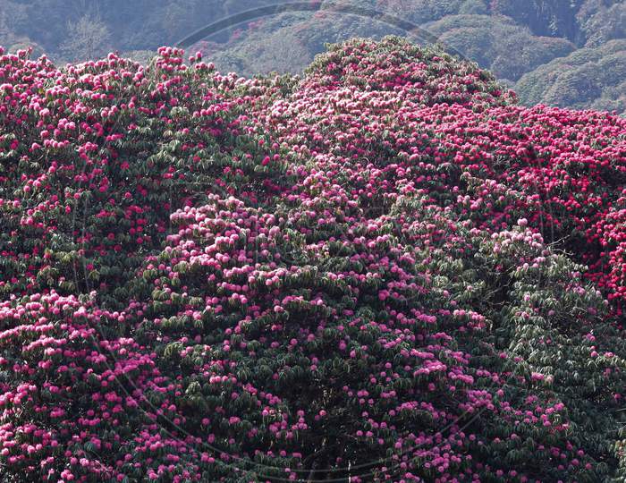 Rhododendron flowers blossom in the nepali  jungle