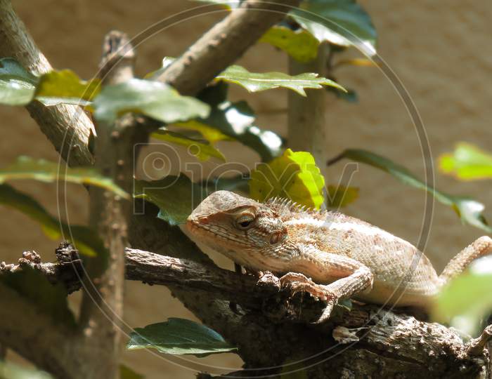Oriental garden lizard Beautifully Captured.