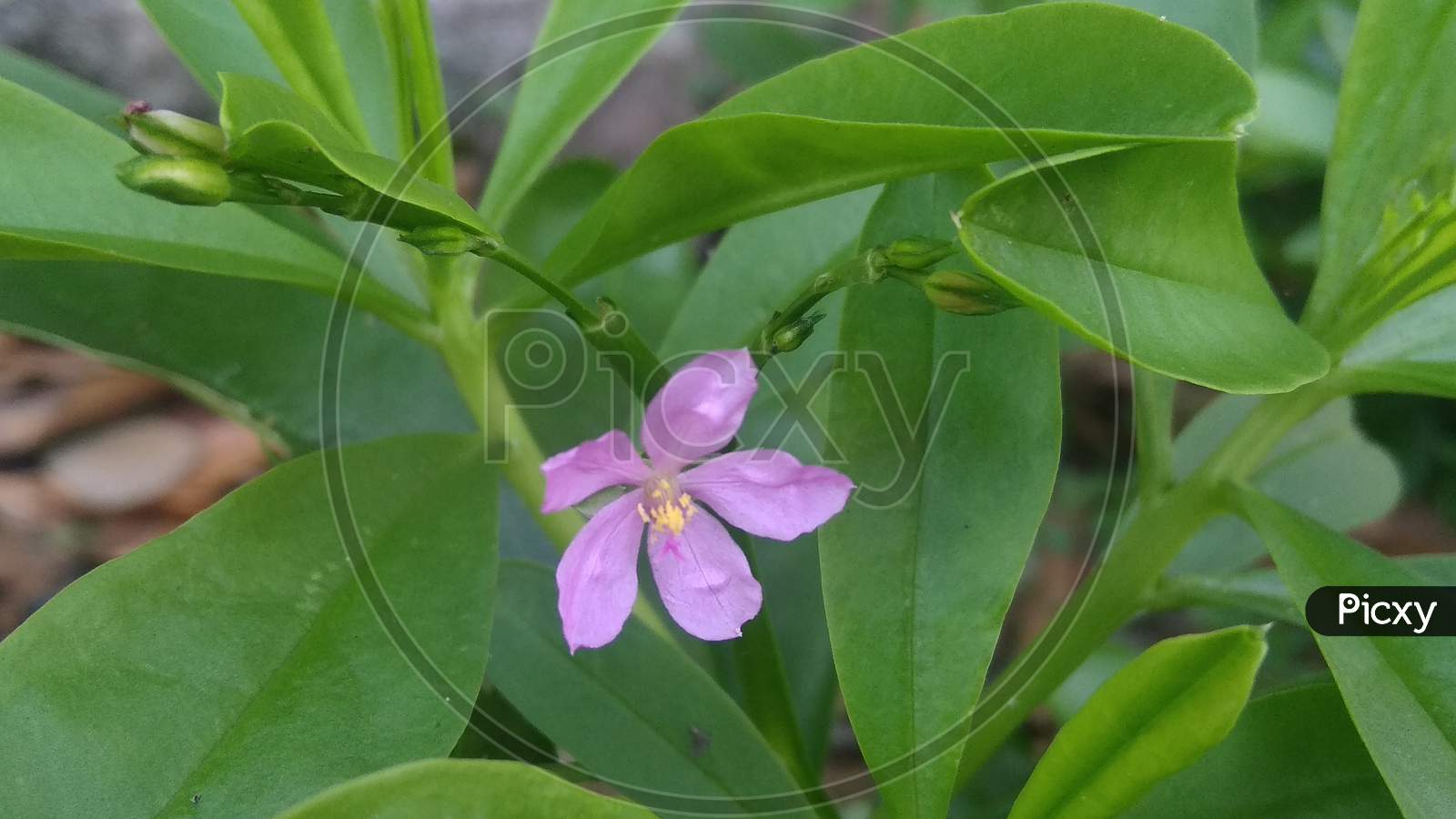 Perennial tiny violet petal flower with green leaf