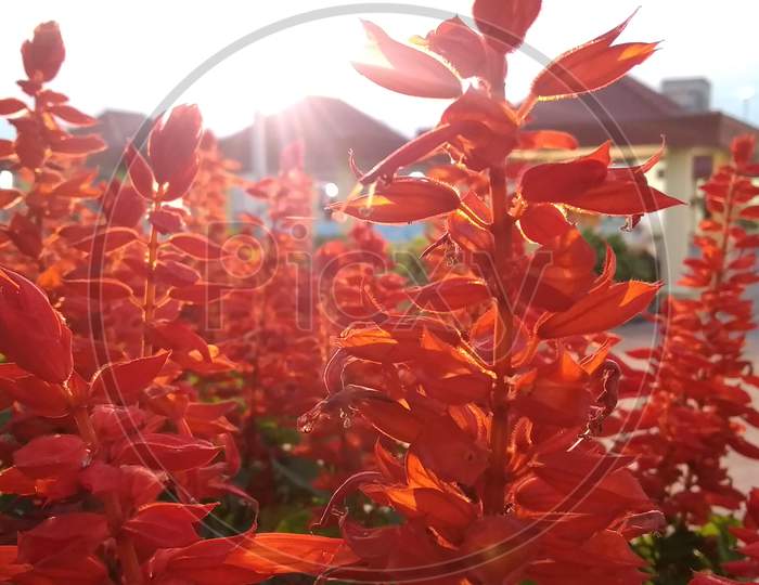 Red berberis flowering plant with sun rays background