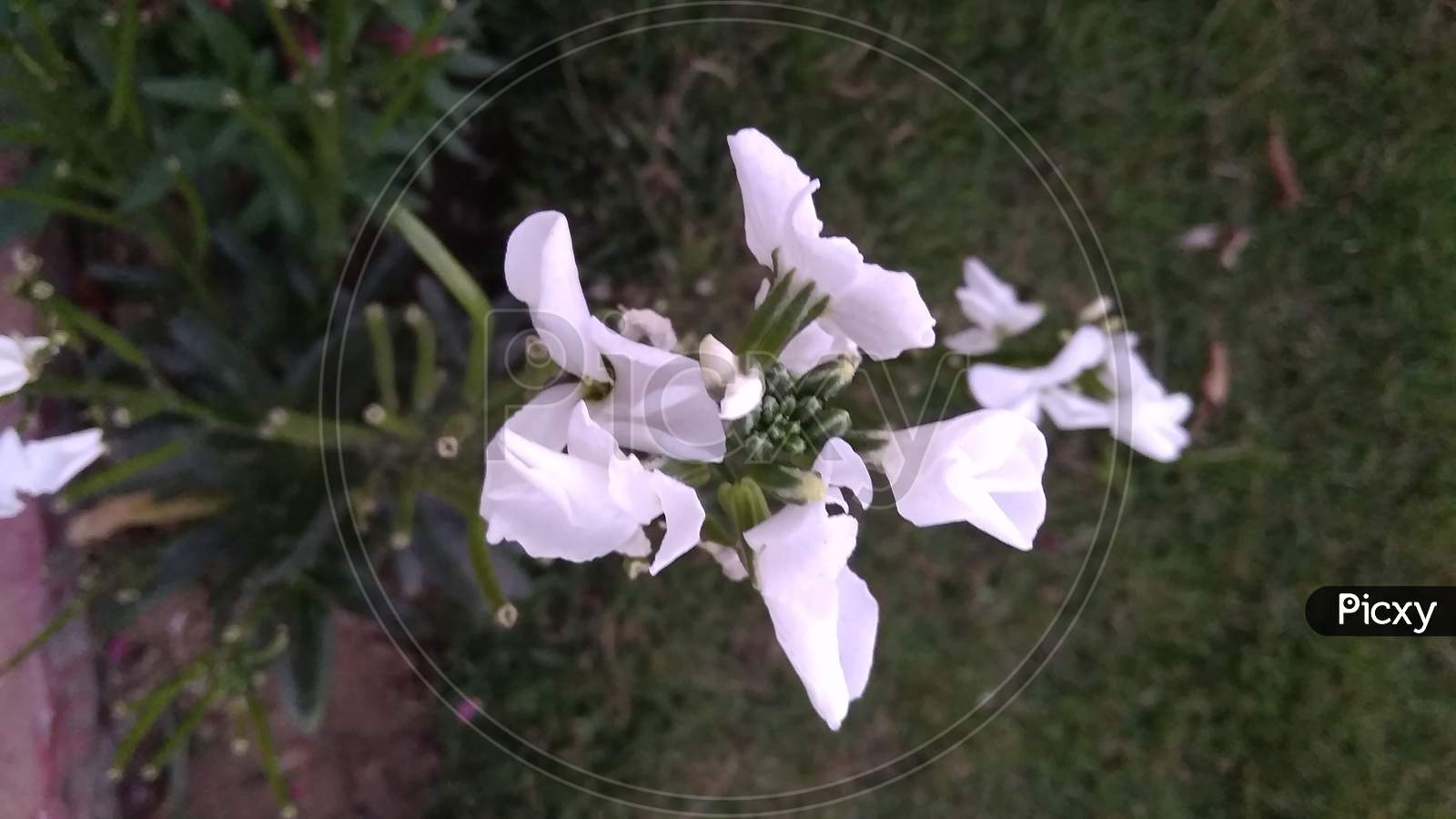 Beautifull jasmine bellflower family petal flower plant