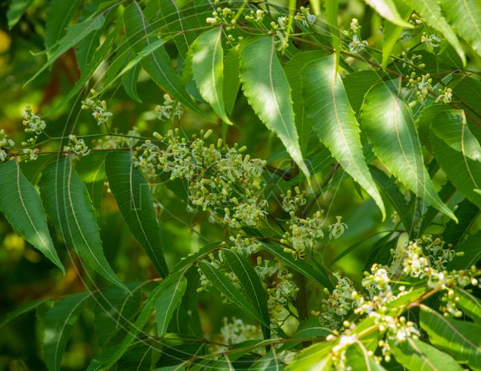 Close View Of Neem Tree With Flowers (Azadirachta Indica). Also Known As Indian Lilac