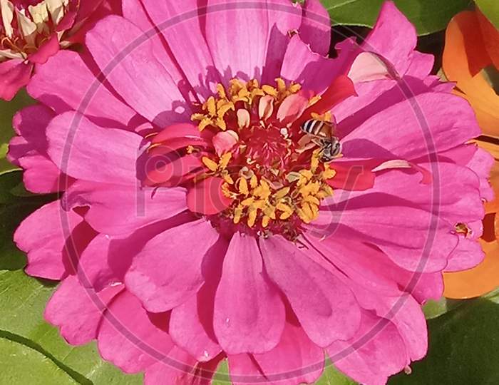 Beautiful flower with honeybee