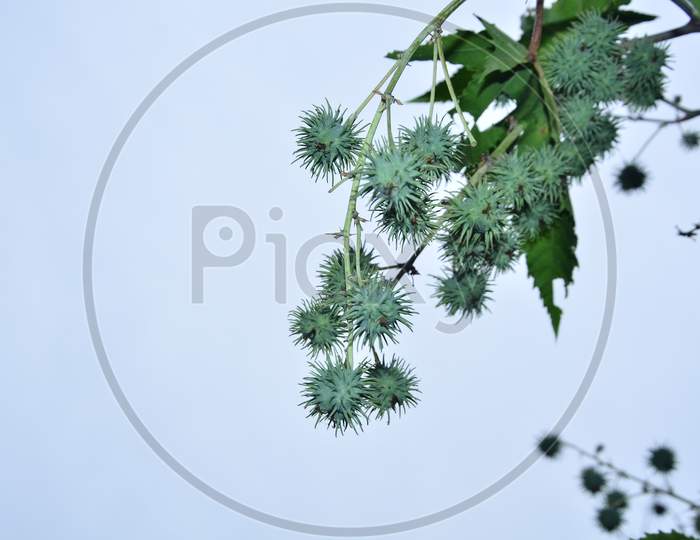 Jack pine in Beautiful background Himachal Pradas,India