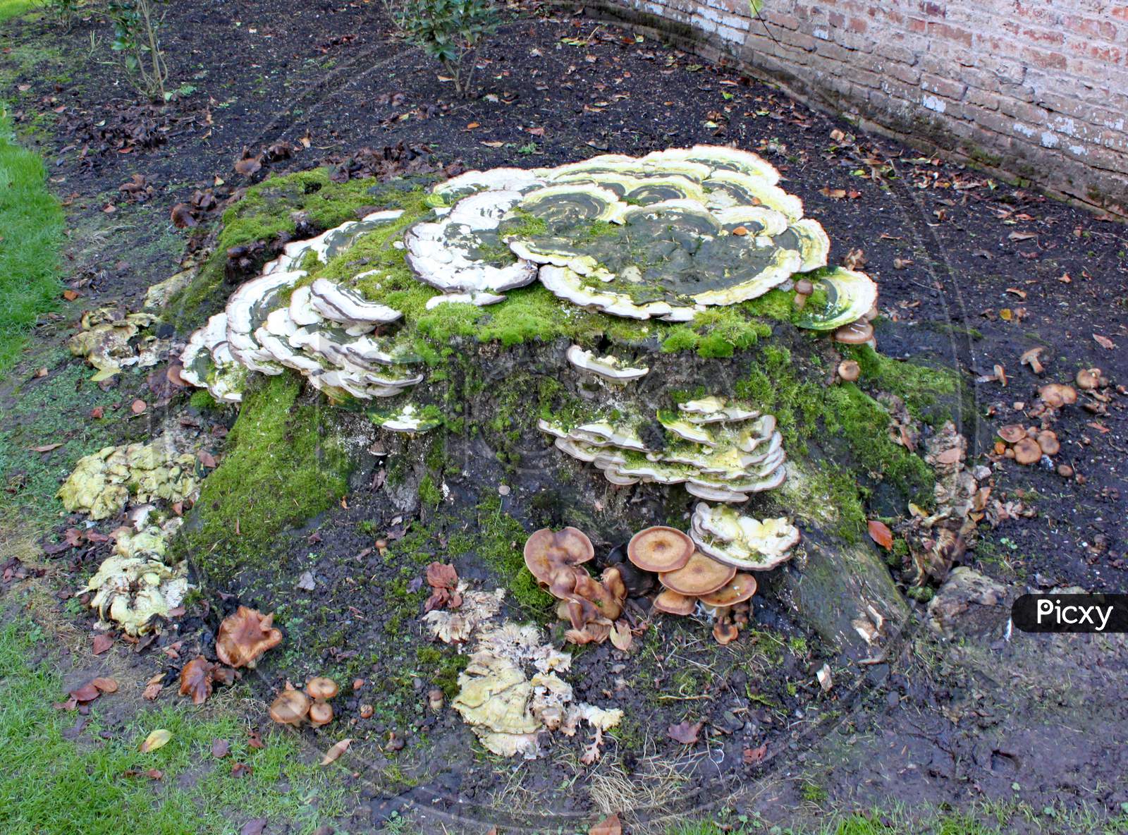 Several Kinds Of Fungi Grow On A Tree Stum At Arley Arboretum In The Midlands In England.