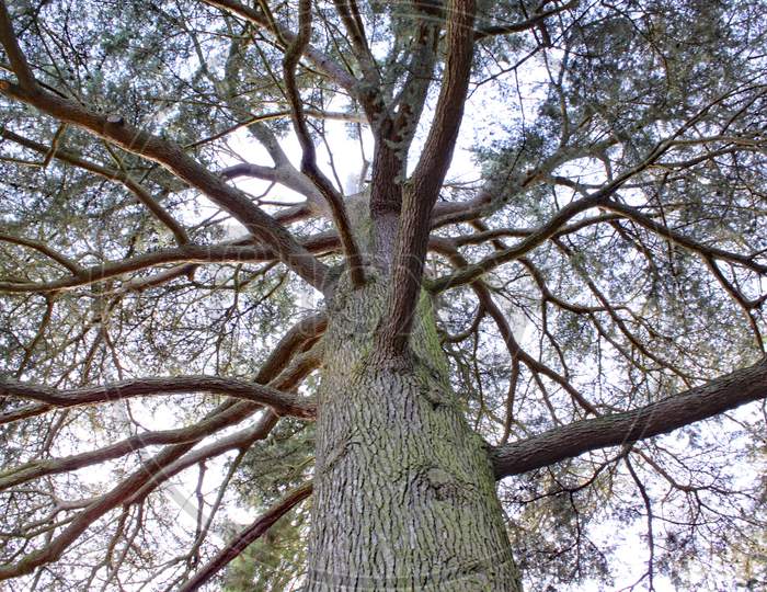 Looking Up Into A Tree At Arley Arboretum In The Midlands In England.