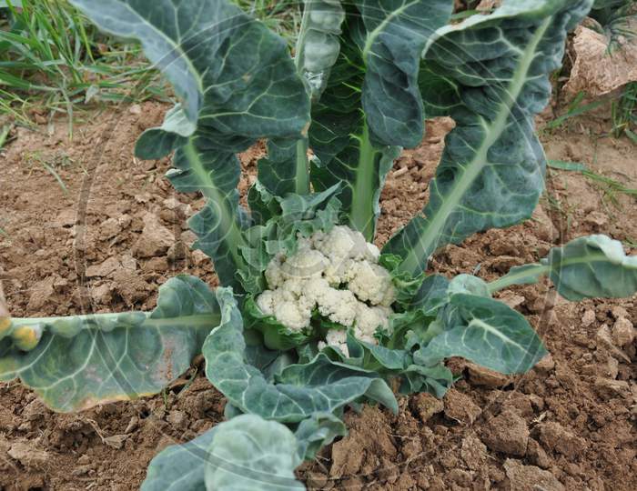 Whiptail in Cauliflower