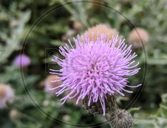 Artichoke thistle flower