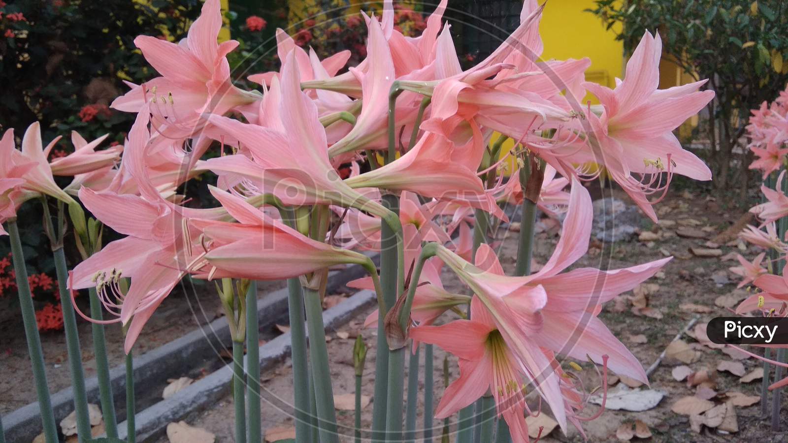 Hippeastrum pink fade lily flowering plant. Blur background