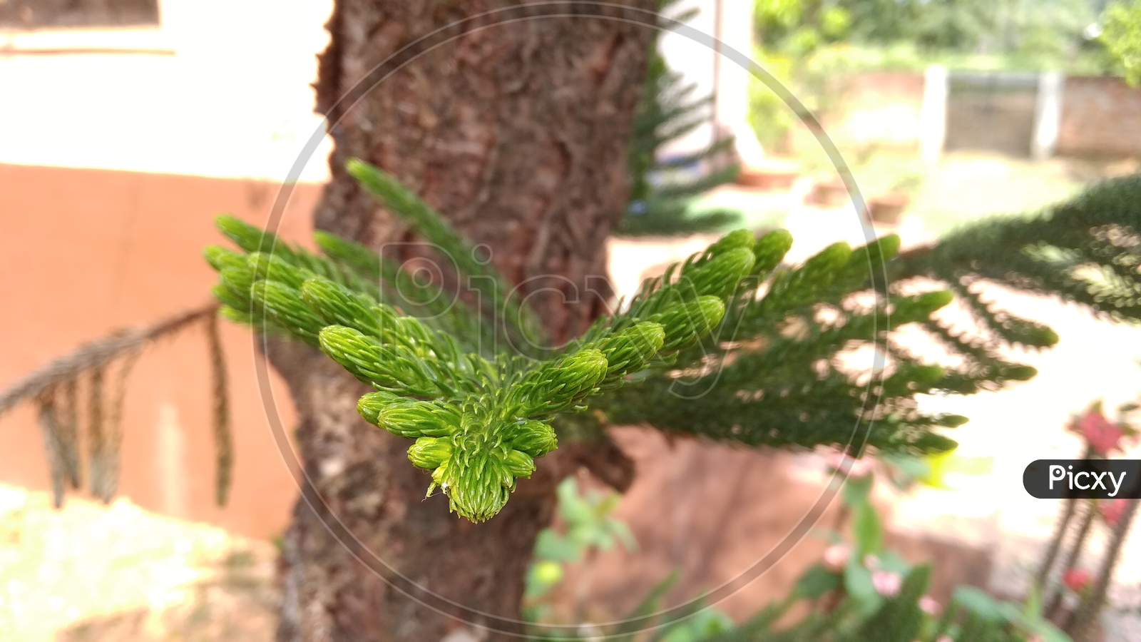 Southernwood green jhau tree leaf. selective focus with blur background