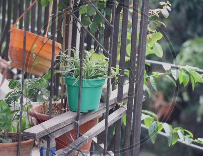 A View Of Balcony Garden At Dhaka City, Environmental Awareness Increases