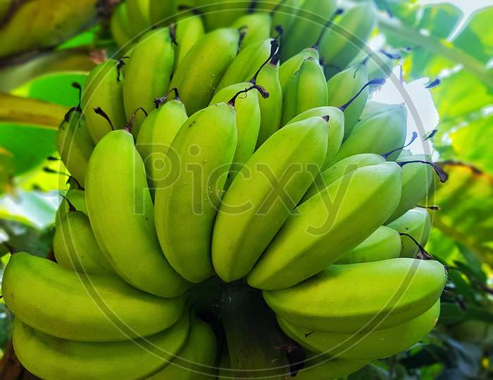 amazing bananas on tree