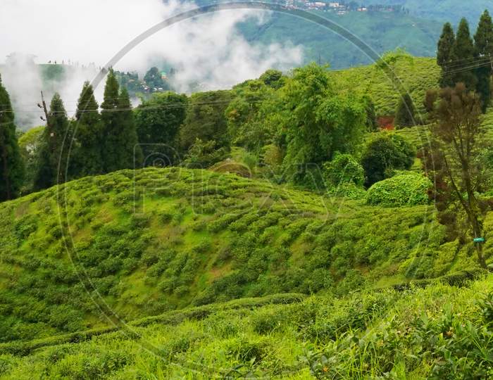 Tea garden landscape in Darjeeling, India
