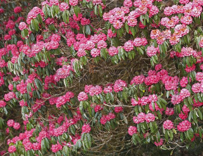 Rhododendron flowers blossom in the Himalaya