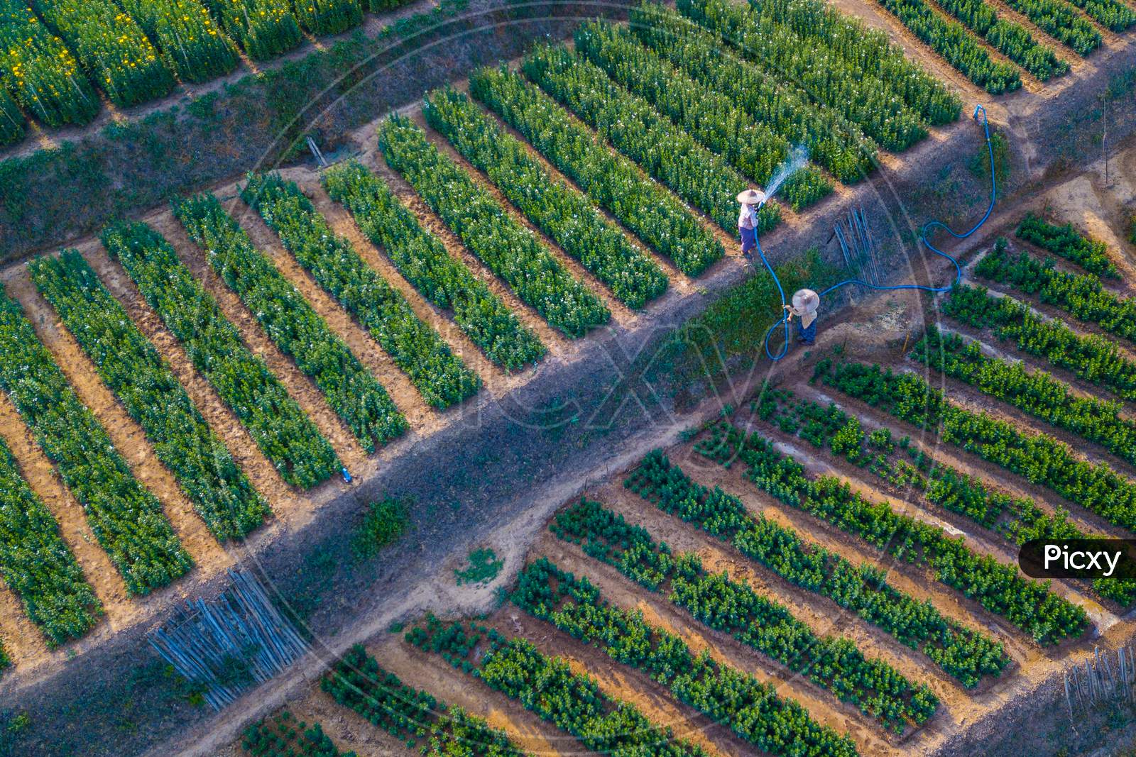 An aerial view of farmers watering plants in an agriculture field