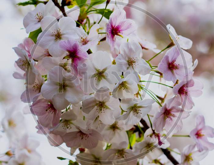 Spring Cherry Blossoms, Sakura Close Up, Pink Japani Flowers