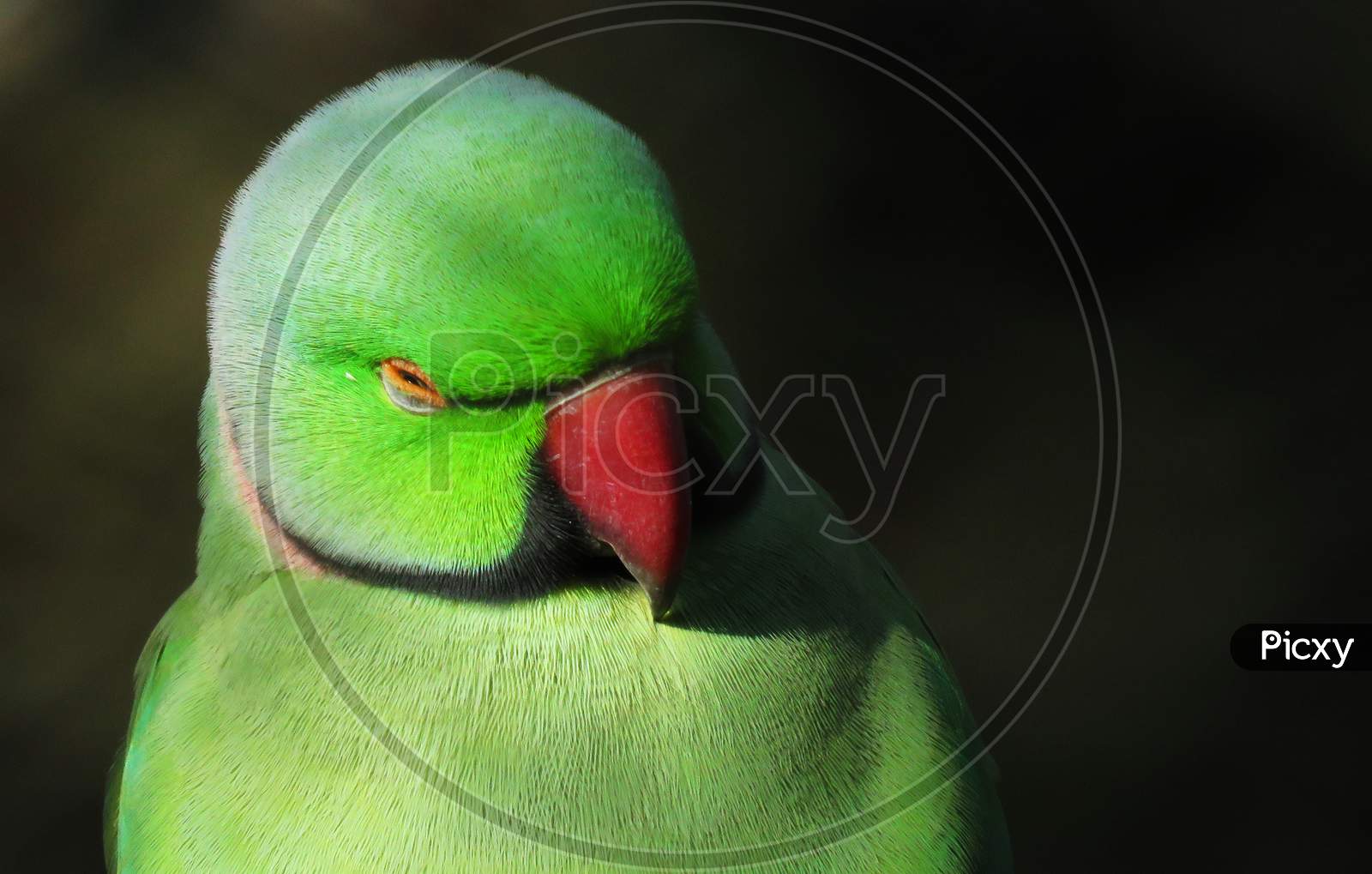 Close up of a beautiful Green Parrot.