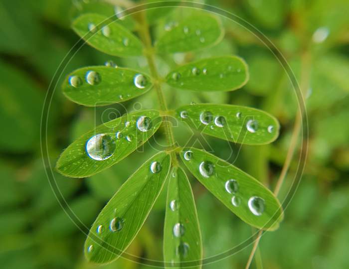 beautiful raindrops on green leaves at monsoon season