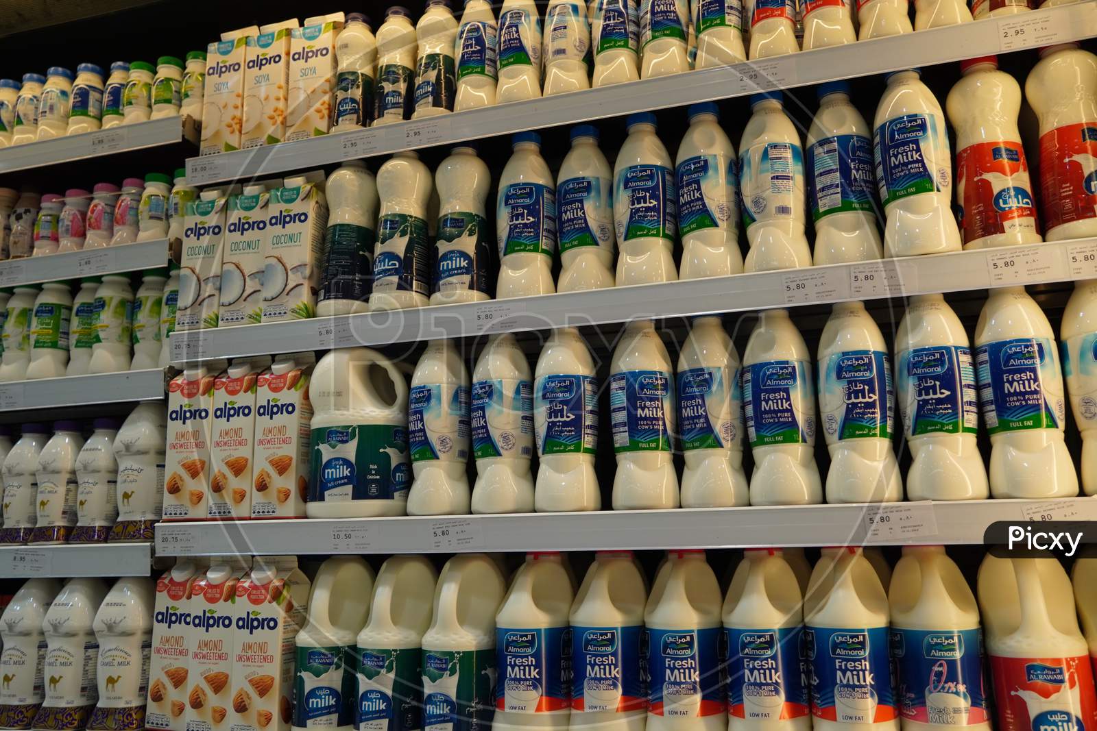 Dubai Uae December 2019 Milk Bottles Arranged On Shelves For Sale. Variety Of Sizes. Also Present Flavored Milk Strawberry Milk, Camel Milk, Coconut Milk, Almond Milk. Almarai Brand Milk Bottles.