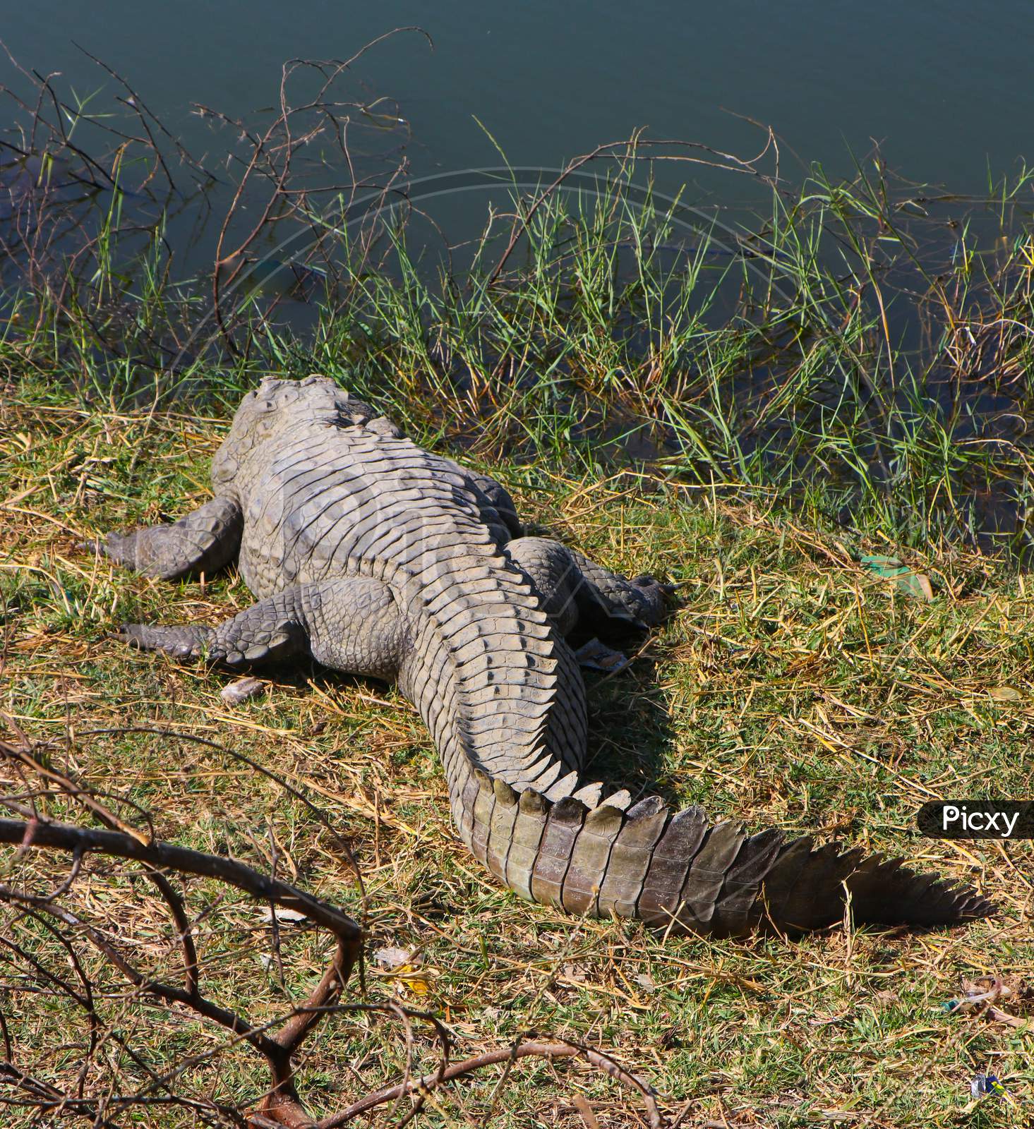 Crocodile sunbathing on the sides of a lake