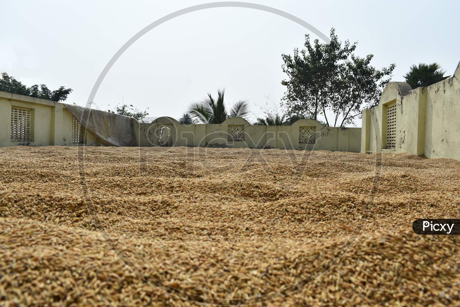 Selective Focus Of Paddy Seed Kept Under Open Air Before Storing