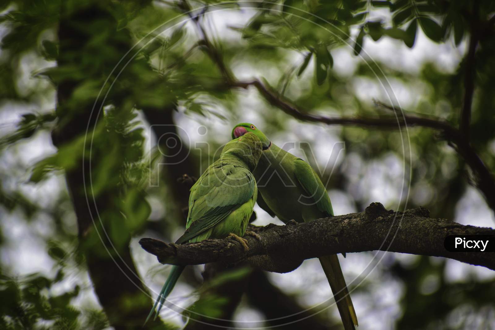 two parrots are sitting on a tree and spending time by making love with natural bokeh in background.