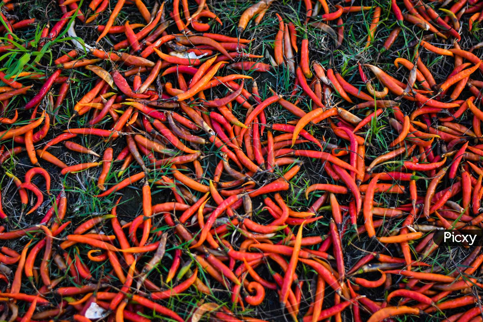 Indian red chili in a market and chilies on the floor
