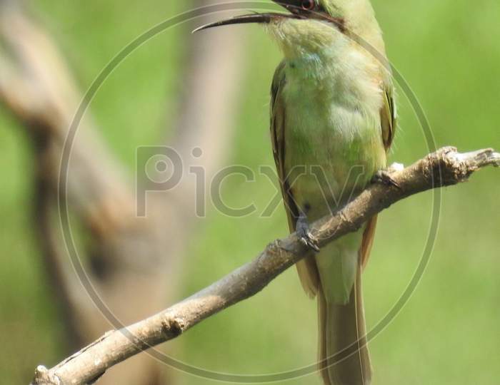 Birds (Green Bee-eater) sitting on a branch waiting for his catch
