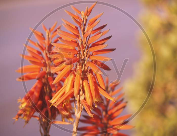 Aloe maculata inflorescence closeup in sunset light