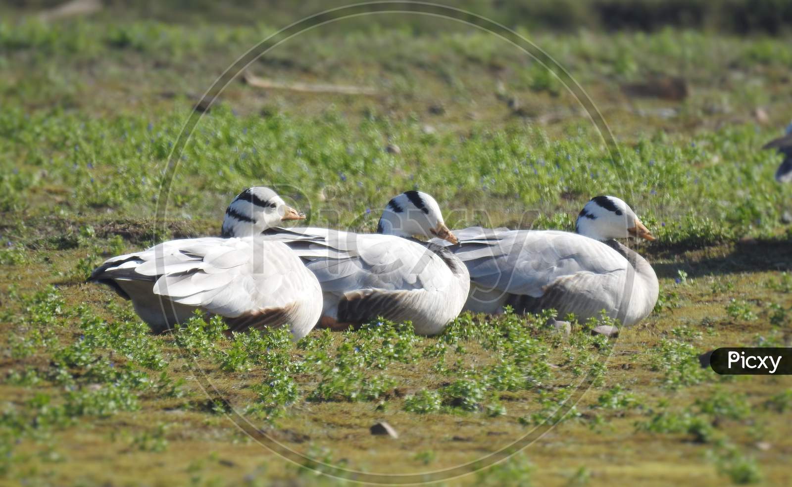 Water birds (barheaded geese) resting on the breeding ground