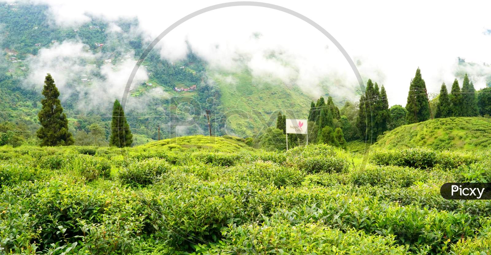 Tea garden landscape in Darjeeling, India