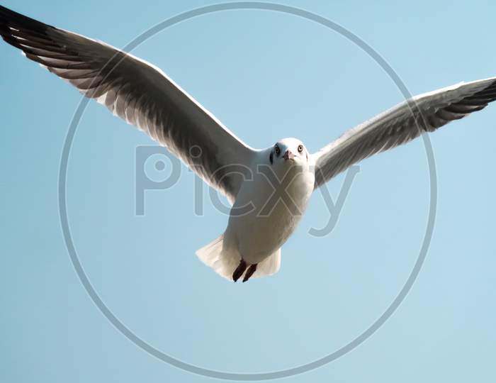 A Beautiful Seagull Captured while it is Hunting