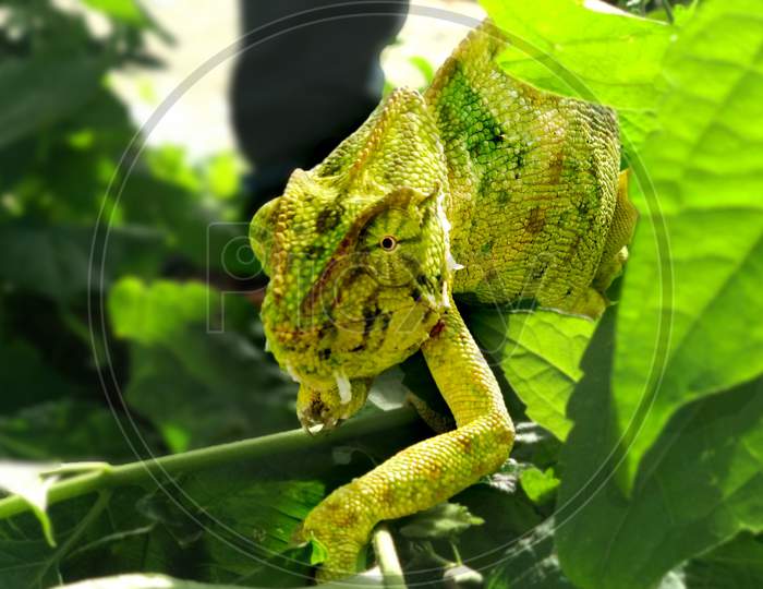 Beautiful Color Changing Chameleon Hides In A Branch Of A Green Tree.
