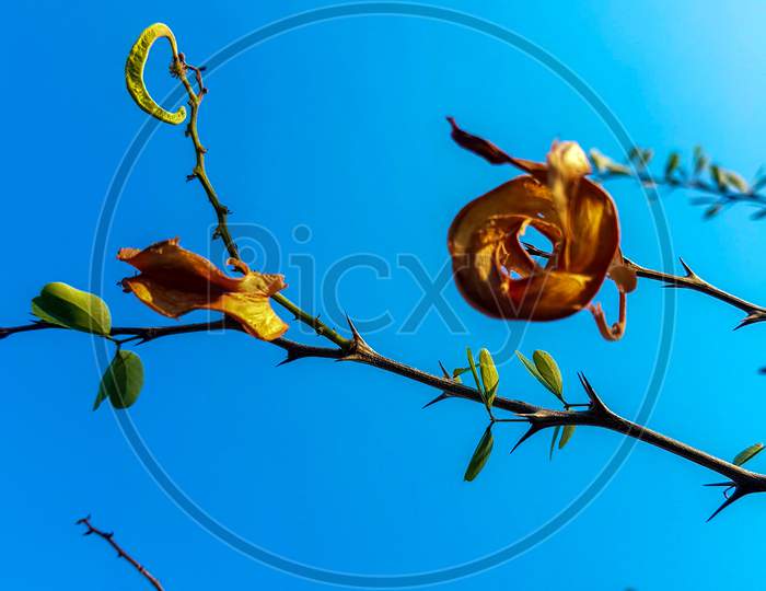 beautiful pithecellobium dulce (madras thorn) tree with blue sky