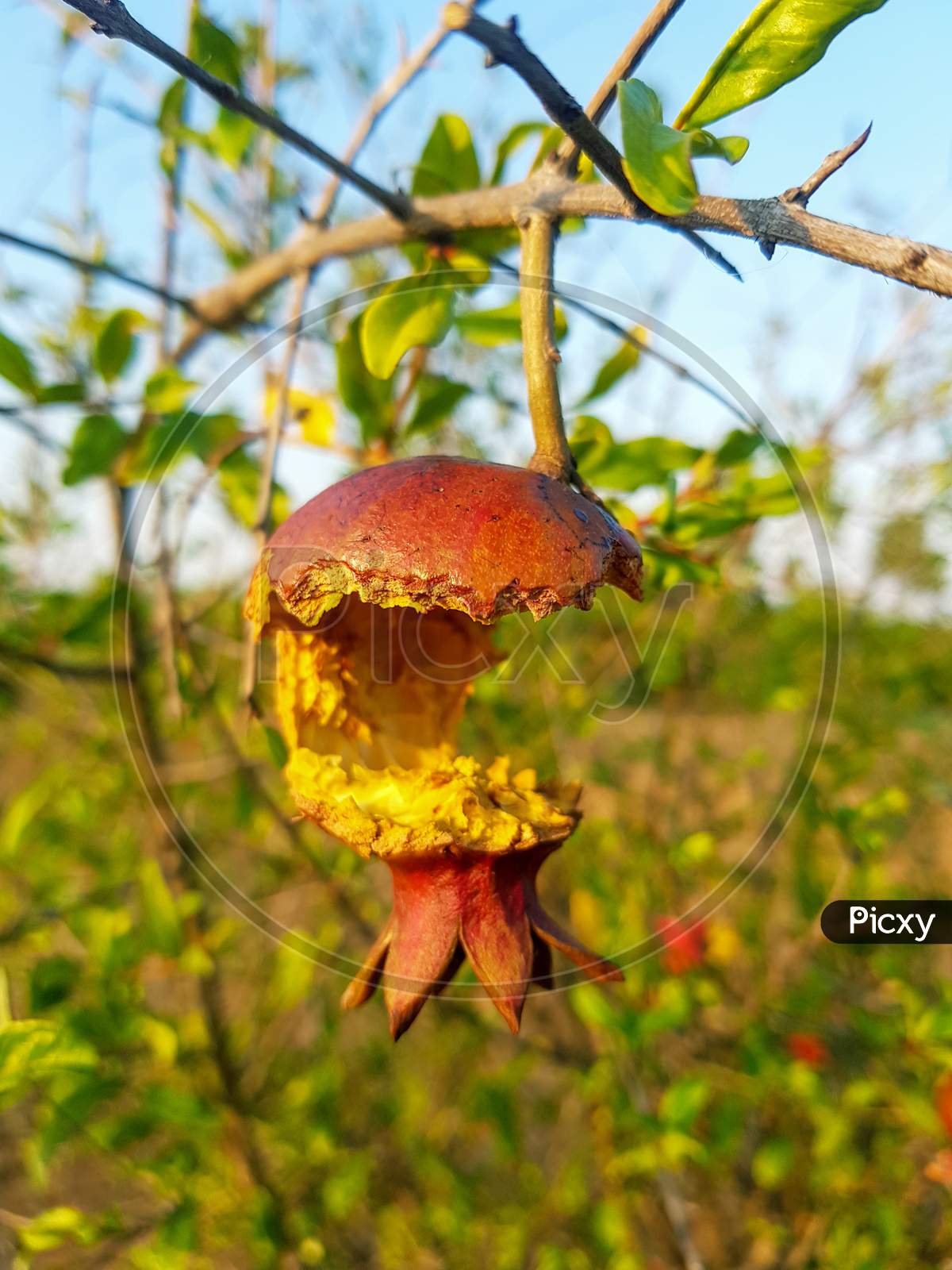 Bird Damage pomegranate fruit on tree