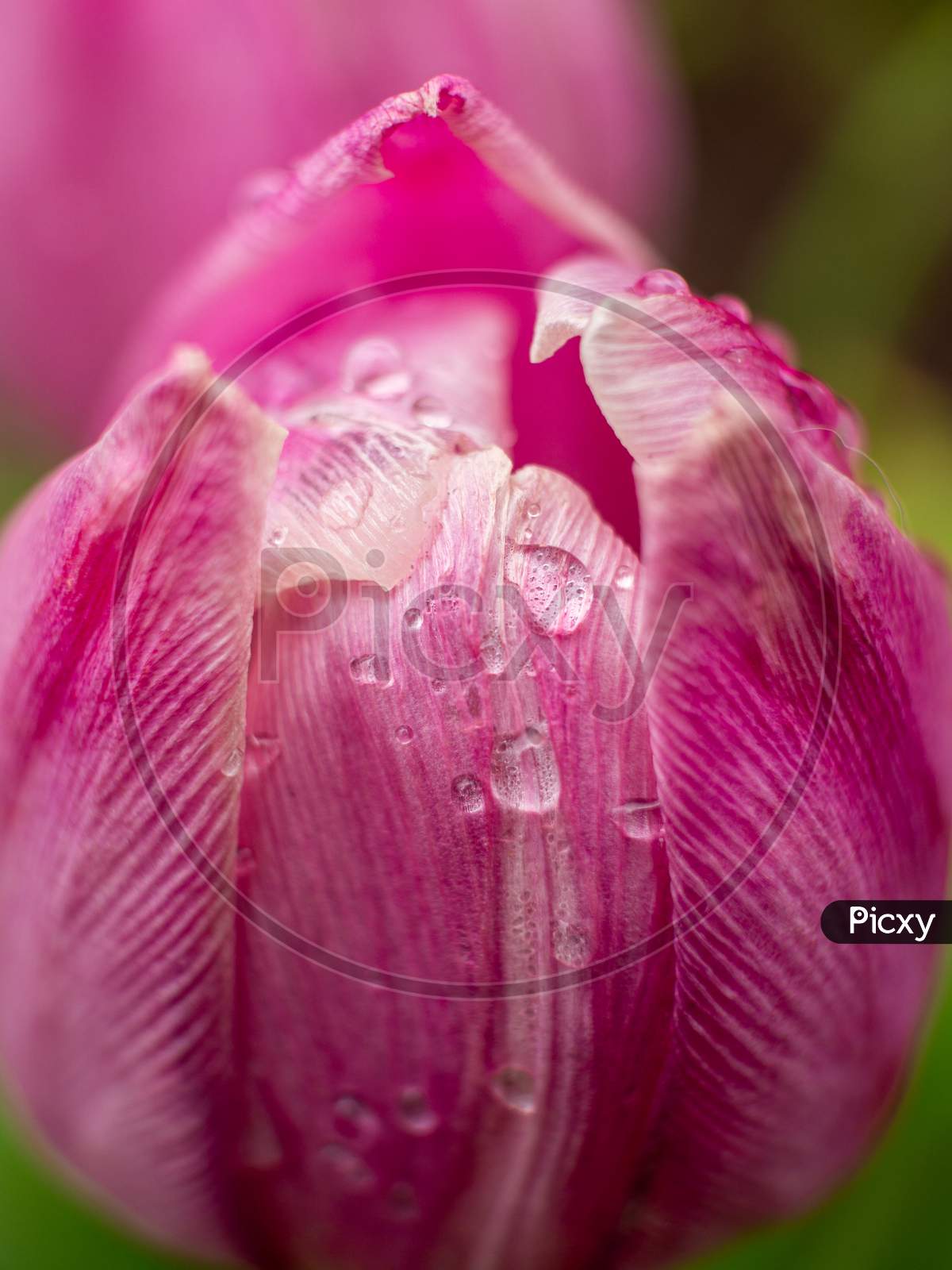 macro pink tulip with water drops on it
